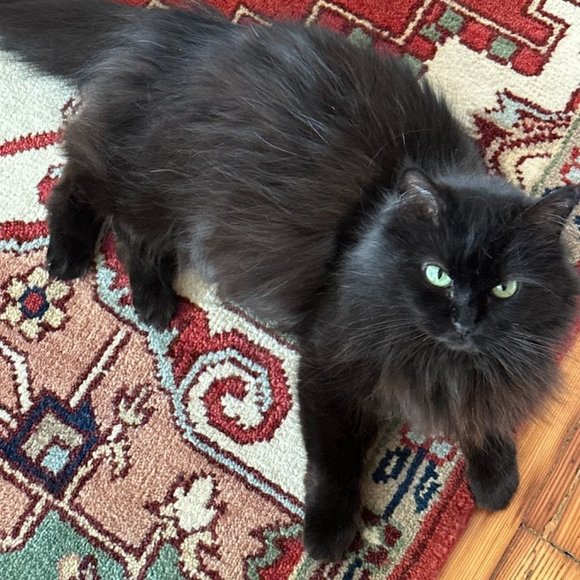 Meet your Posher, Kelly Co - Picture 3 of 9